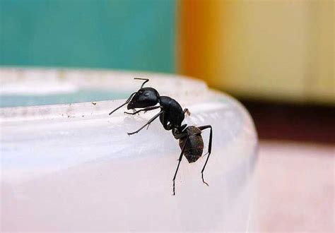水风井财运 房間出現很多螞蟻